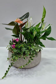 עציץ קוקטייל אפור - Bouquet בוקט פרחים
